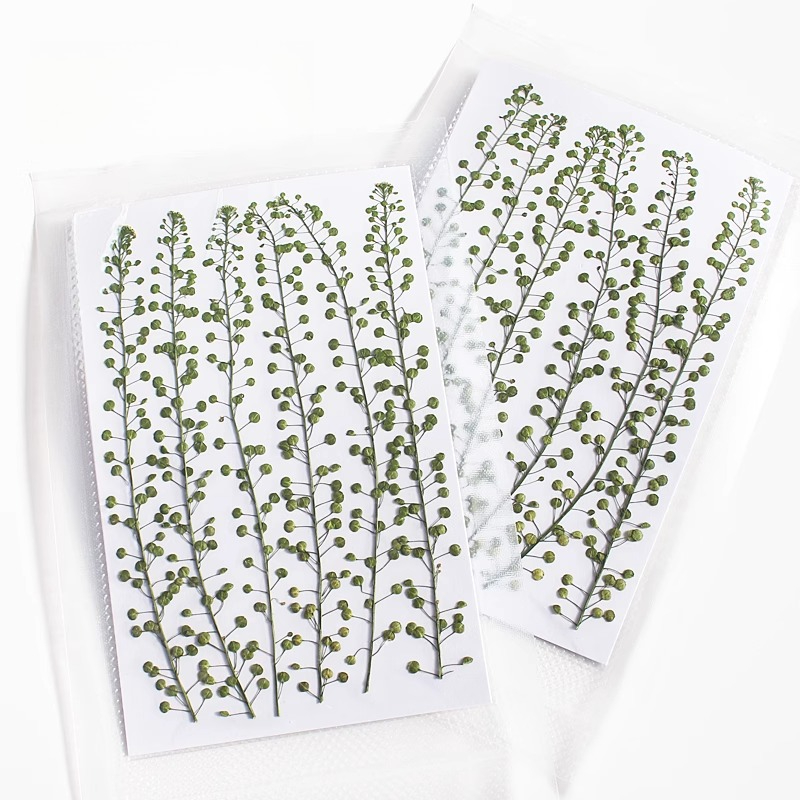 Bunga Rumput Lonceng Hijau Ala - Resin Craft Ideas ulasan dan harga