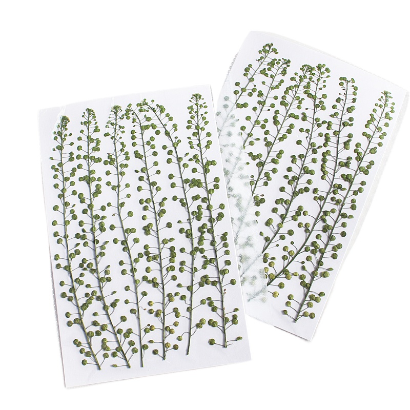 Bunga Rumput Lonceng Hijau Ala - Resin Craft Ideas ulasan dan harga