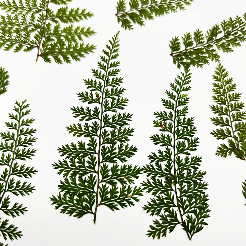 100 Buah Spesimen Daun Pakis H - Resin Craft Ideas ulasan dan harga