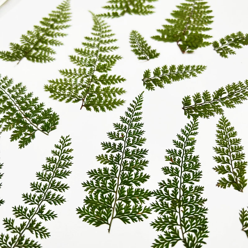 100 Buah Spesimen Daun Pakis H - Resin Craft Ideas ulasan dan harga
