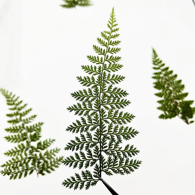 100 Buah Spesimen Daun Pakis H - Resin Craft Ideas ulasan dan harga